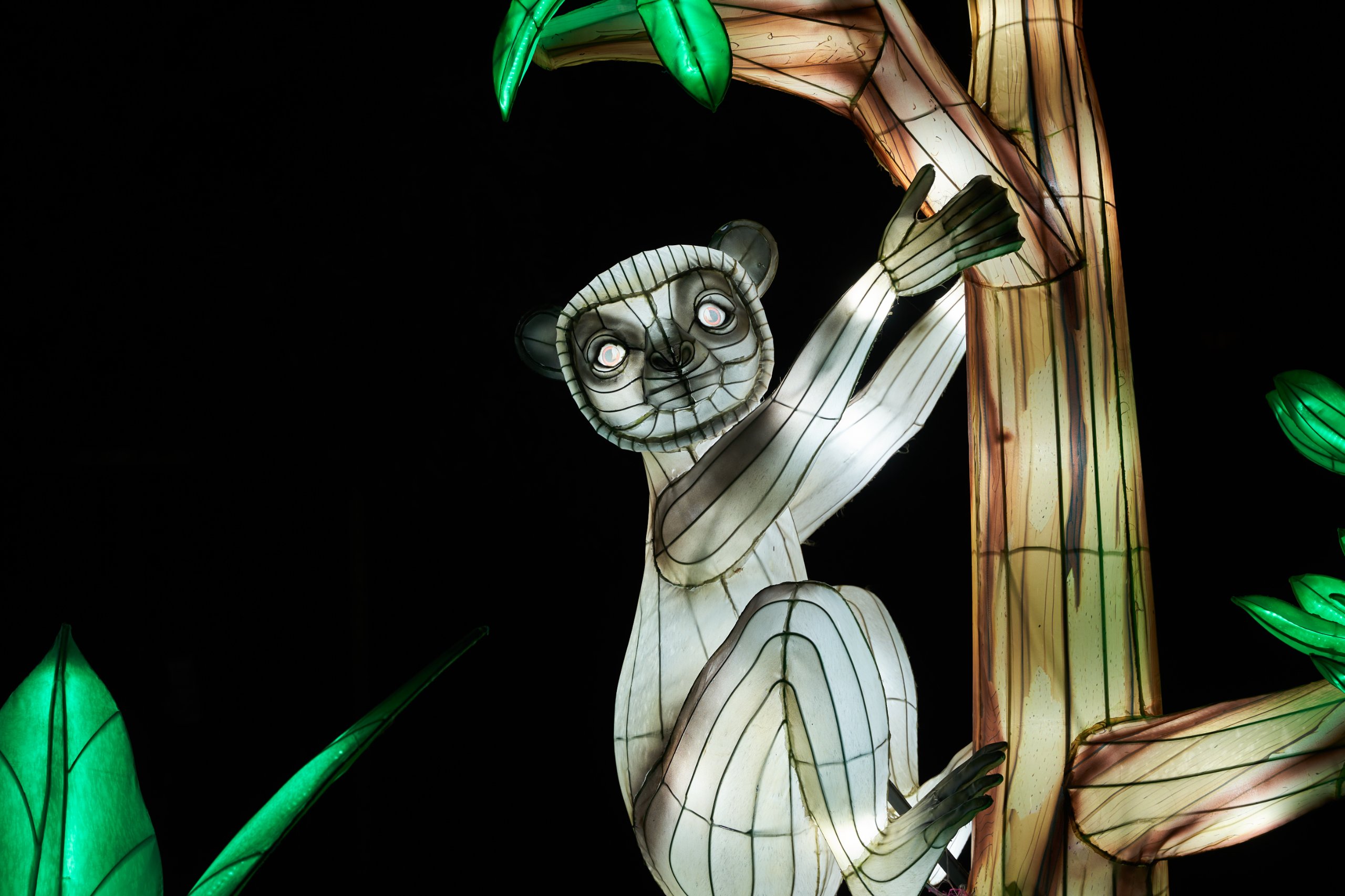 2024 01 03 Köln Zoo China Lights 1097